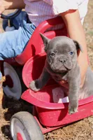 Nimbus, a male French Bulldog for sale in Richmond City, VA – Photo 3 of 5