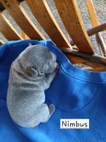 Nimbus, a male French Bulldog for sale in Richmond City, VA – Photo 5 of 5