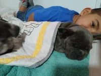 Nimbus, a male French Bulldog for sale in Richmond City, VA – Photo 4 of 5