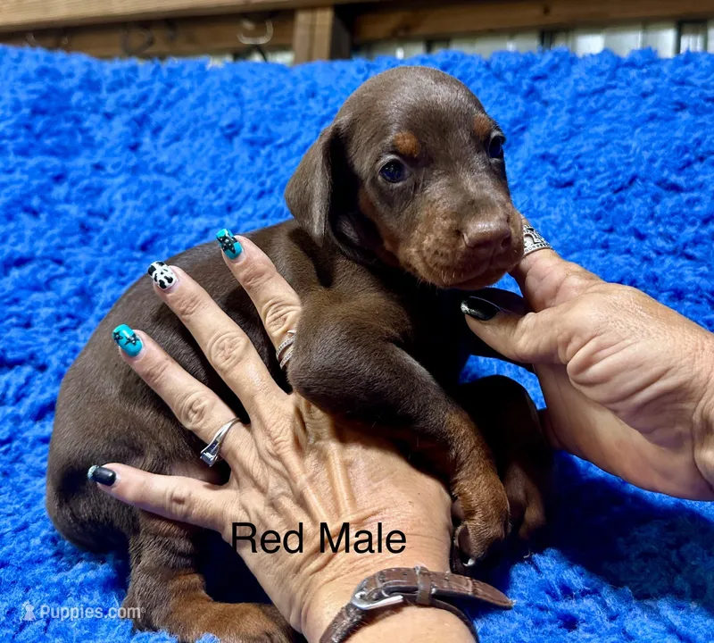 Red Male 1 – Doberman Pinscher puppy for sale in Livingston, TX