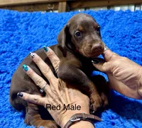 Red Male 1, a male Doberman Pinscher for sale in Livingston, TX – 1 of 1