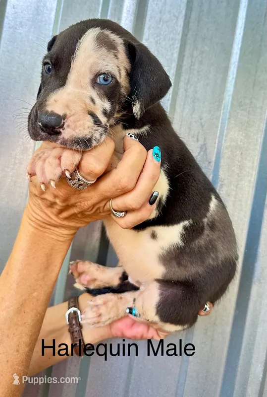Harlequin male 7 – Great Dane puppy for sale in Livingston, TX