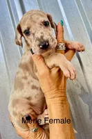Merle female 9, a female Great Dane for sale in Livingston, TX – 1 of 1
