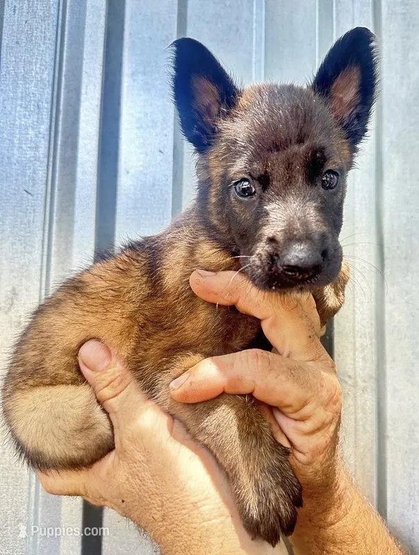 Puppy4 – Belgian Malinois puppy for sale in Livingston, TX