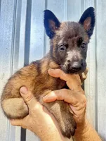 Puppy4, a male Belgian Malinois for sale in Livingston, TX – 1 of 1