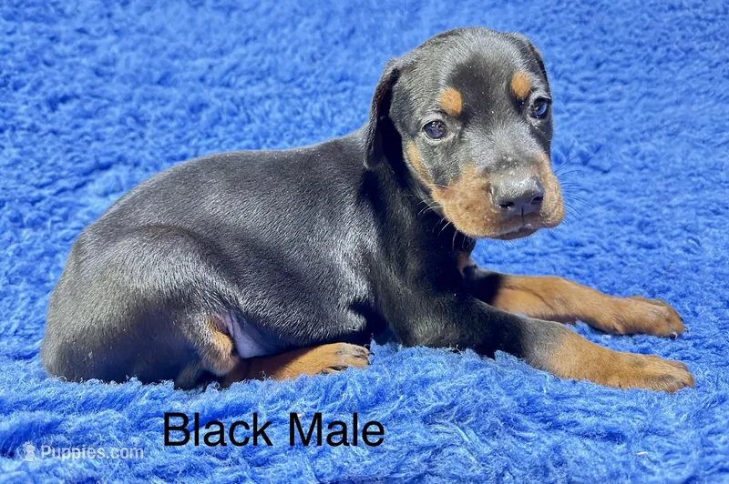 Black male – Doberman Pinscher puppy for sale in Livingston, TX