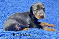 Black male, a male Doberman Pinscher for sale in Livingston, TX – 1 of 1