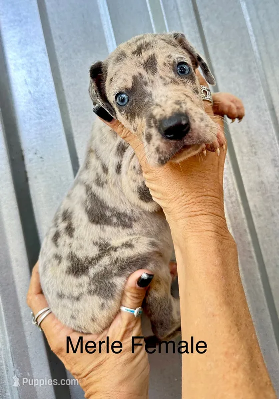 Merle female 6 – Great Dane puppy for sale in Livingston, TX