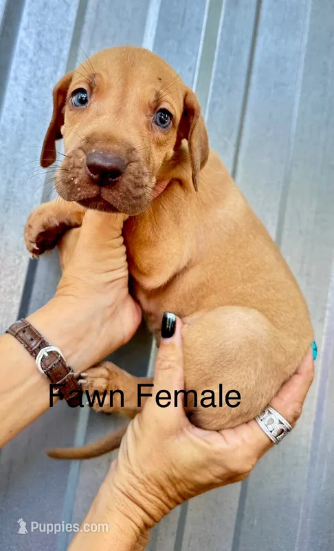 Fawn  male  3 – Great Dane puppy for sale in Livingston, TX
