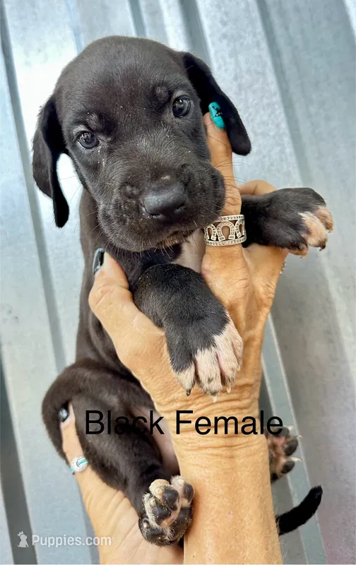 Black female  4 – Great Dane puppy for sale in Livingston, TX