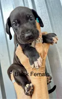 Black female  4, a female Great Dane for sale in Livingston, TX – 1 of 1