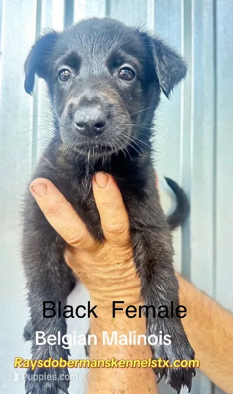 Black Female 2 – Belgian Malinois puppy for sale in Livingston, TX