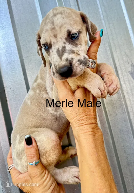 Merle Male 2 – Great Dane puppy for sale in Livingston, TX