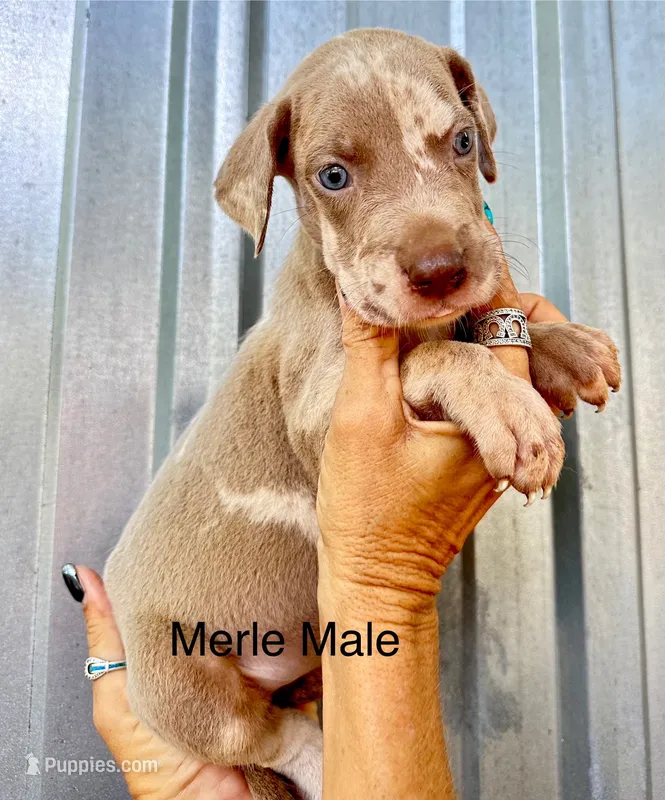 Merle Male  8 – Great Dane puppy for sale in Livingston, TX