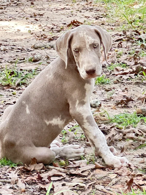 Great Dane Male 1 – Great Dane puppy for sale in Livingston, TX
