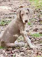 Great Dane Male 1, a male Great Dane for sale in Livingston, TX – 1 of 1