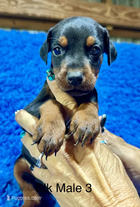 Black Male 3 – Doberman Pinscher puppy for sale in Livingston, TX