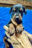 Black Male 3, a male Doberman Pinscher for sale in Livingston, TX – 1 of 1