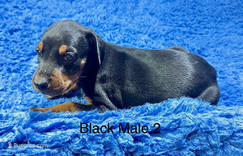 Black Male 4 – Doberman Pinscher puppy for sale in Livingston, TX
