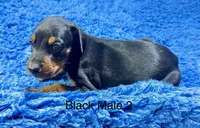 Black Male 4, a male Doberman Pinscher for sale in Livingston, TX – 1 of 1