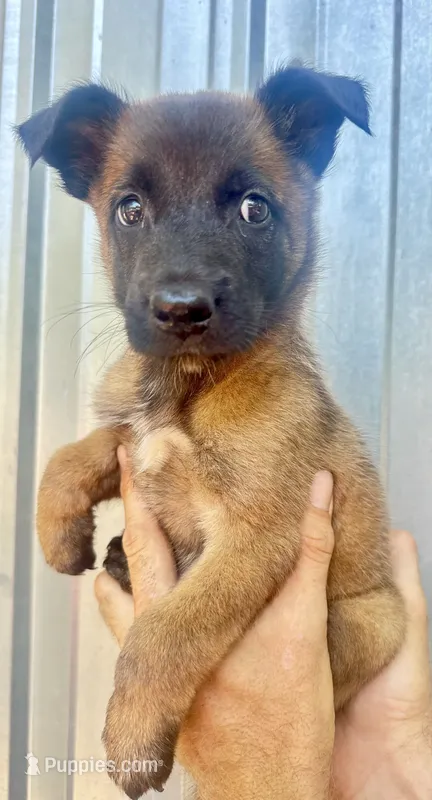 Male 1 – Belgian Malinois puppy for sale in Livingston, TX