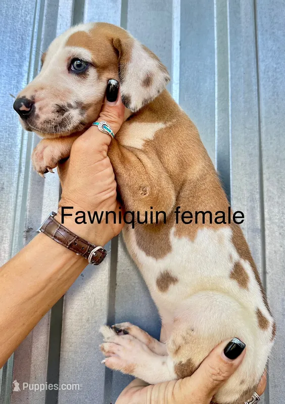 Fawniquin female  – Great Dane puppy for sale in Livingston, TX