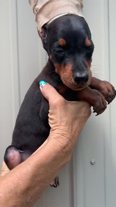 VK1, a male Doberman Pinscher for sale in Livingston, TX – 1 of 1