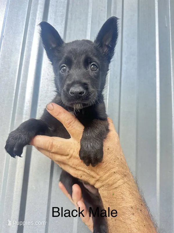 Puppy 2 – Belgian Malinois puppy for sale in Livingston, TX