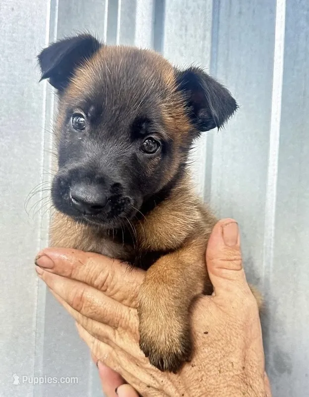 Puppy 2  – Belgian Malinois puppy for sale in Livingston, TX