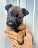 Puppy 2 , a female Belgian Malinois for sale in Livingston, TX – 1 of 1