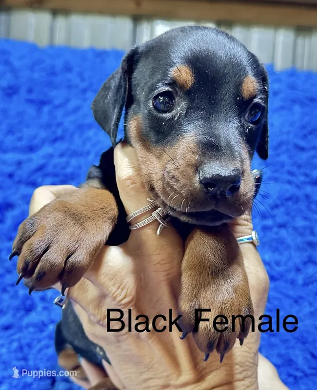 Black Female 2 – Doberman Pinscher puppy for sale in Livingston, TX