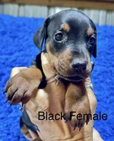 Black Female 2, a female Doberman Pinscher for sale in Livingston, TX – 1 of 1
