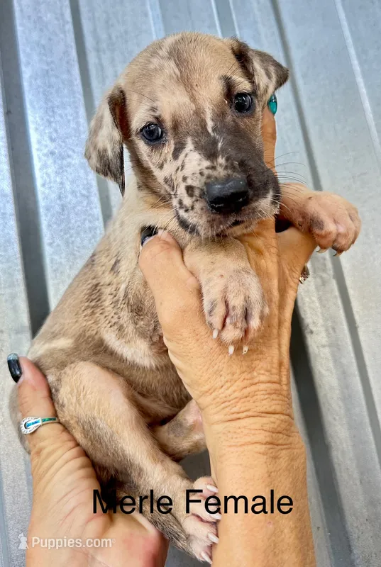 Merle  Female 5 – Great Dane puppy for sale in Livingston, TX
