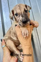 Merle  Female 5, a female Great Dane for sale in Livingston, TX – 1 of 1