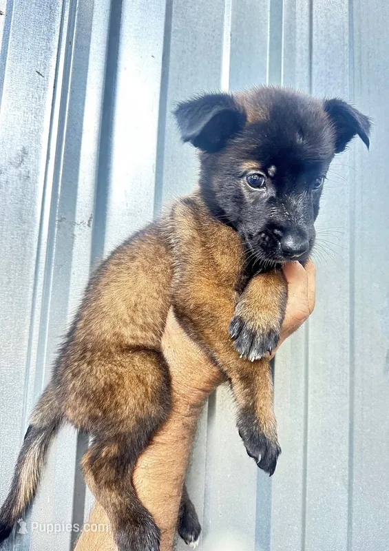 Puppy 3  – Belgian Malinois puppy for sale in Livingston, TX