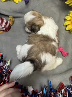 Lucie, a female Shih Tzu for sale in Laurel, DE – 2 of 5