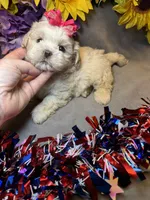 Cream Puff, a female Shihpoo for sale in Laurel, DE – 3 of 4
