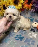 Flash, a male Shih Tzu for sale in Laurel, DE – 5 of 7