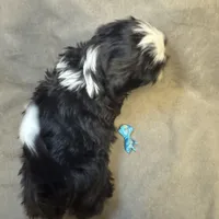 Buddy (Registered), a male Shih Tzu for sale in Laurel, DE – Photo 3 of 5