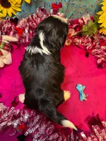 Charlie 😙, a male Shih Tzu for sale in Laurel, DE – Photo 2 of 4