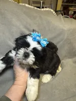 Buddy (Registered) 😁, a male Shih Tzu for sale in Laurel, DE – Photo 8 of 9