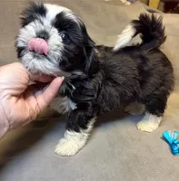 Buddy (Registered) 😁, a male Shih Tzu for sale in Laurel, DE – Photo 7 of 9