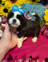 Charlie 😙, a male Shih Tzu for sale in Laurel, DE – Photo 1 of 4