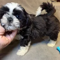 Buddy (Registered), a male Shih Tzu for sale in Laurel, DE – Photo 2 of 5