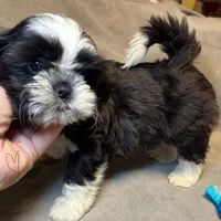 Buddy (Registered), a male Shih Tzu for sale in Laurel, DE – Photo 1 of 5