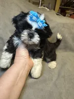 Buddy (Registered) 😁, a male Shih Tzu for sale in Laurel, DE – Photo 9 of 9