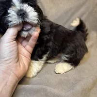 Buddy (Registered), a male Shih Tzu for sale in Laurel, DE – Photo 5 of 5