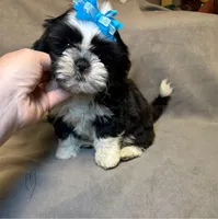 Buddy (Registered) 😁, a male Shih Tzu for sale in Laurel, DE – Photo 1 of 9