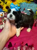 Charlie 😙, a male Shih Tzu for sale in Laurel, DE – Photo 3 of 4