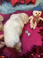 Frosty☃️, a male Shih Tzu and Poodle - Toy  for sale in Laurel, DE – Photo 2 of 4